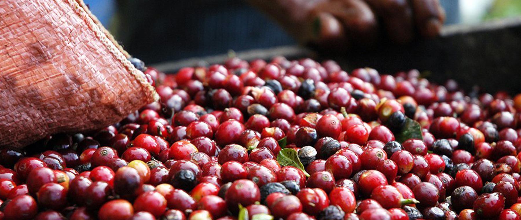 Washed vs. Natural vs. Honey Coffee Processing CRU Kafe