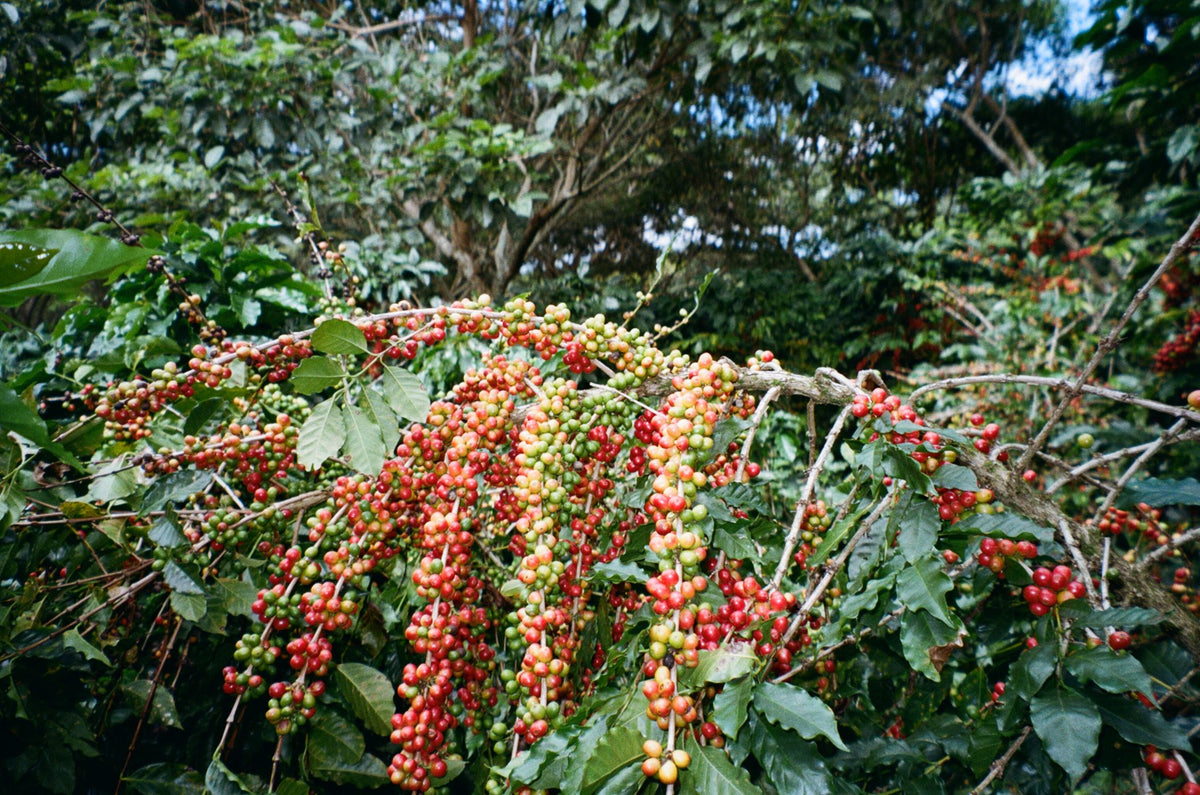 Ripening coffee cherries on the branch