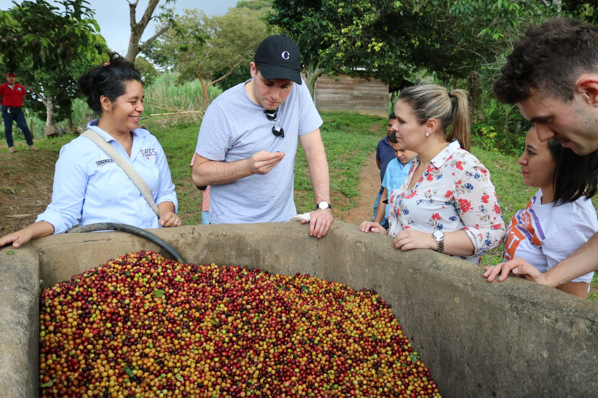 The CRU Kafe team with a producer, inspecting freshly picked coffee cherries