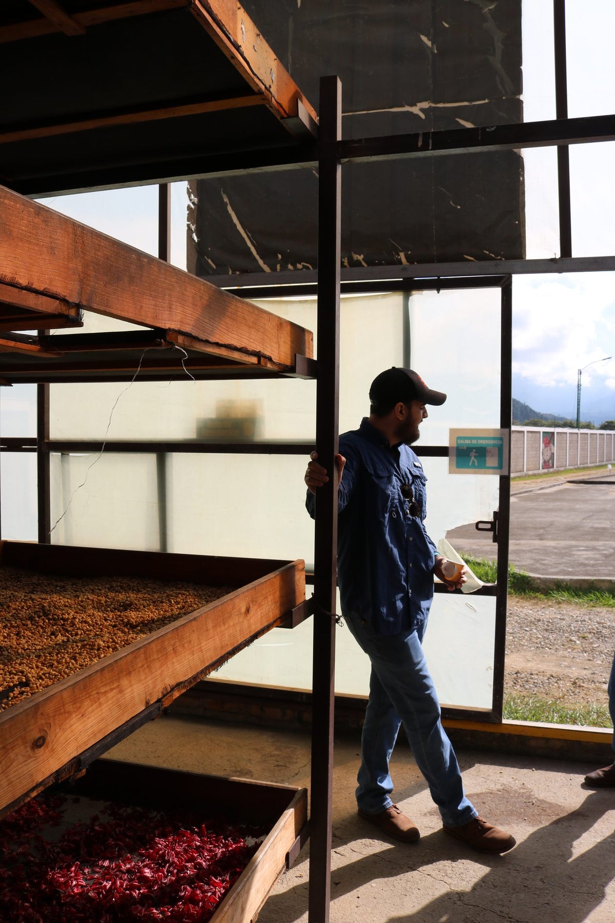 A worker at a coffee drying station