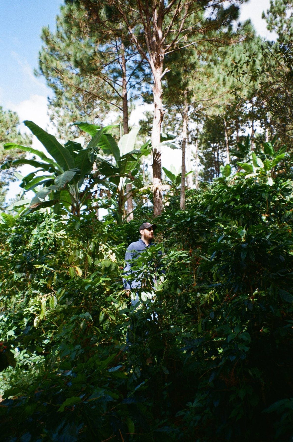 Coffee growing under the forest canopy