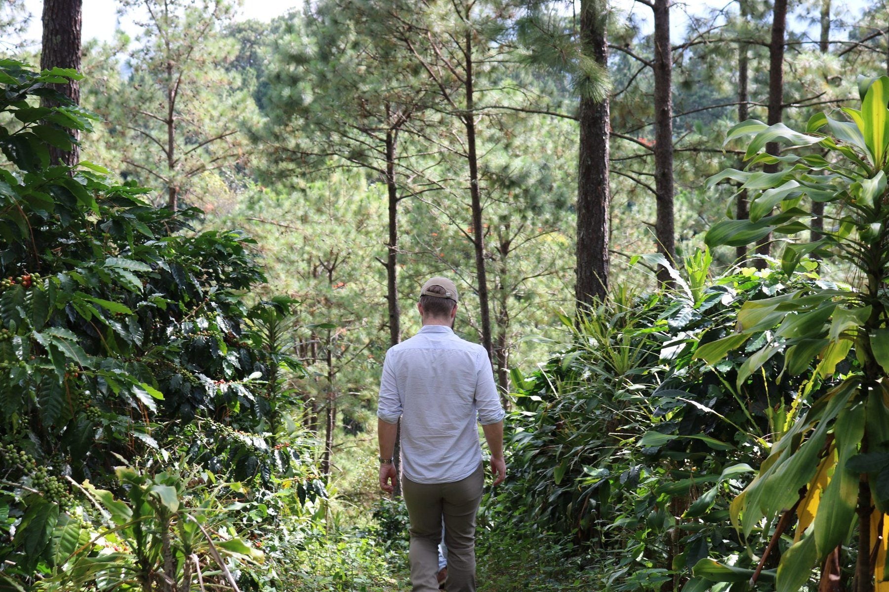 Walking through an organic coffee farm