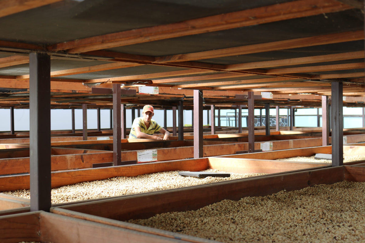 Green coffee drying on raised beds